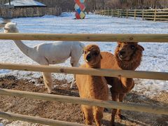 -江户前寿司(好运街店)