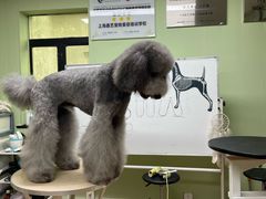 -鑫艺宠物美容培训学校