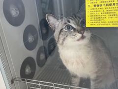 -美联众合爱康动物医院•复杂内科•肿瘤科•牙科•腔镜诊疗中心