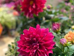 -双季花艺园艺市场(浦东店)