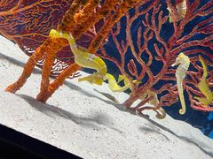 -珠海长隆海洋王国