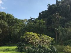 -莫里热带雨林景区