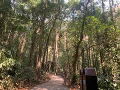 -莫里热带雨林景区