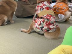 -逗柴咖啡屋·狗咖猫咖宠物桌游
