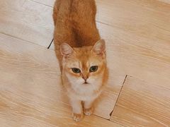 -猫咪派对(江南西店)