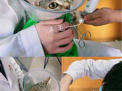 -瑞派福兴宠物医院犬猫全科·骨科·中西医结合(河东店)