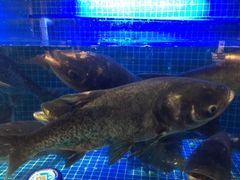 -姜君·千岛湖鱼头馆(浦东大道店)