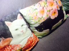 -喵的天空名猫咖啡馆·撸猫·猫舍·用品
