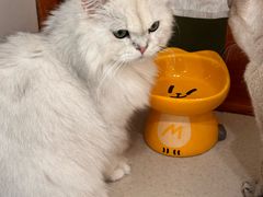 -共舞时光猫咖·狗咖(新街口店)