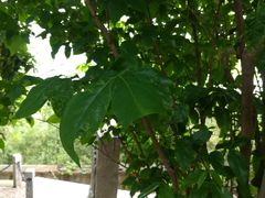 -上海佘山国家森林公园西佘山园