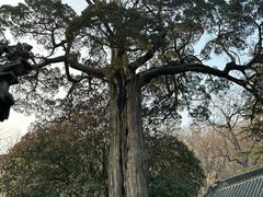 -青岛崂山太清宫