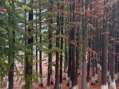 -艾溪湖湿地公园