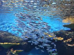 -华夏文旅海洋公园