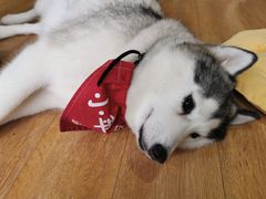 小苹果-Husky Go! 哈士奇体验馆·宠物咖啡厅狗咖