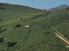 -嵛山岛