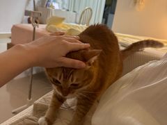 -瑞鹏宠物医院·骨科·猫科·内科(第一中心)
