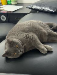 -飛凡TATTOO纹身•原创