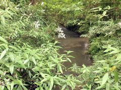 -桤木河湿地公园