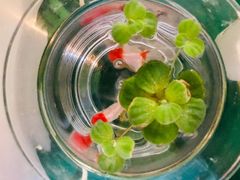 -中环花鸟鱼虫市场
