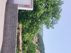 -北宅大永樱桃采摘基地(崂山总部)