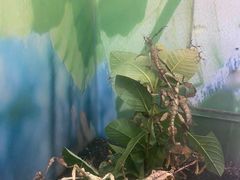 -上海大自然野生昆虫馆(东方明珠·爬宠昆虫探索中心)
