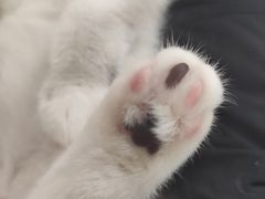 -鼓捣猫呢主题猫咖店