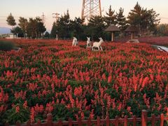 -羊亭河湿地公园