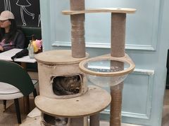 -安格丽娜·狗咖·猫咖羊驼咖(春熙路百盛商场店)