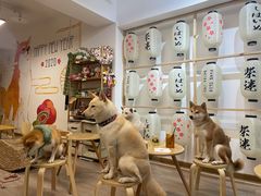 -柴迷FANS CLUB·柴犬狗咖·猫咖