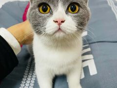 -喵zoo家庭繁育猫舍(尖东智能花园店)