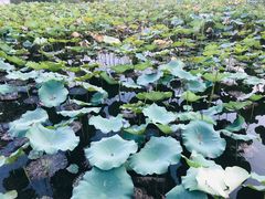 -上海市保健医疗中心