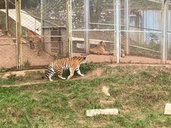 -青藏高原野生动物园