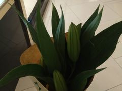 -BOBLOOM花店(宝龙旭辉广场店)