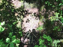 -峡谷浮石林景区