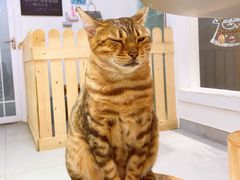 -Heymao猫咖.咖啡厅(东门店)