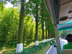 -黄海国家森林公园