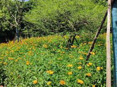 -永定河休闲森林公园