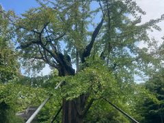 -上海佘山国家森林公园天马山园