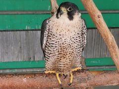 -西霞口神雕山野生动物世界