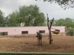 -青藏高原野生动物园