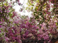 -深圳国际园林花卉博览园