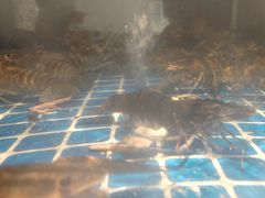 -争先鲜·蒸汽海鲜自助·鲜切牛肉