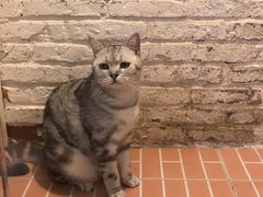 -猫咪博物馆(顶澳仔猫街店)