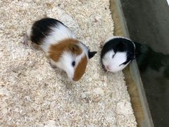 -怪兽屋·羊驼·猫咖·狗咖(俊华广场店)