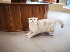 -飞行喵MR PILOT|猫舍·猫咖(静安大融城店)