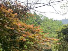 -桃花岭景区