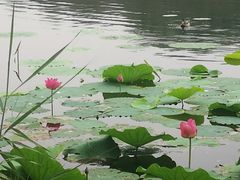 -丰台科技园生态主题公园
