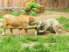-北京野生动物园