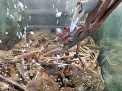 -蟹之国·精品蟹料理(极地店)