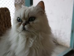 -喵屿·大理花园猫咖